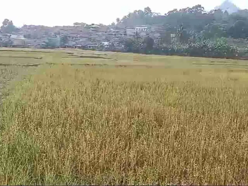 jual tanah murah LT 3,2ha, shm, zona kuning