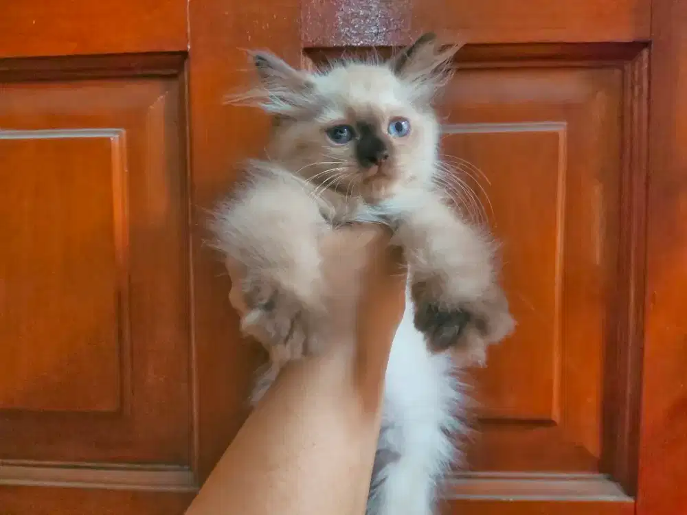 Kitten/Anak Kucing Himalaya Betina