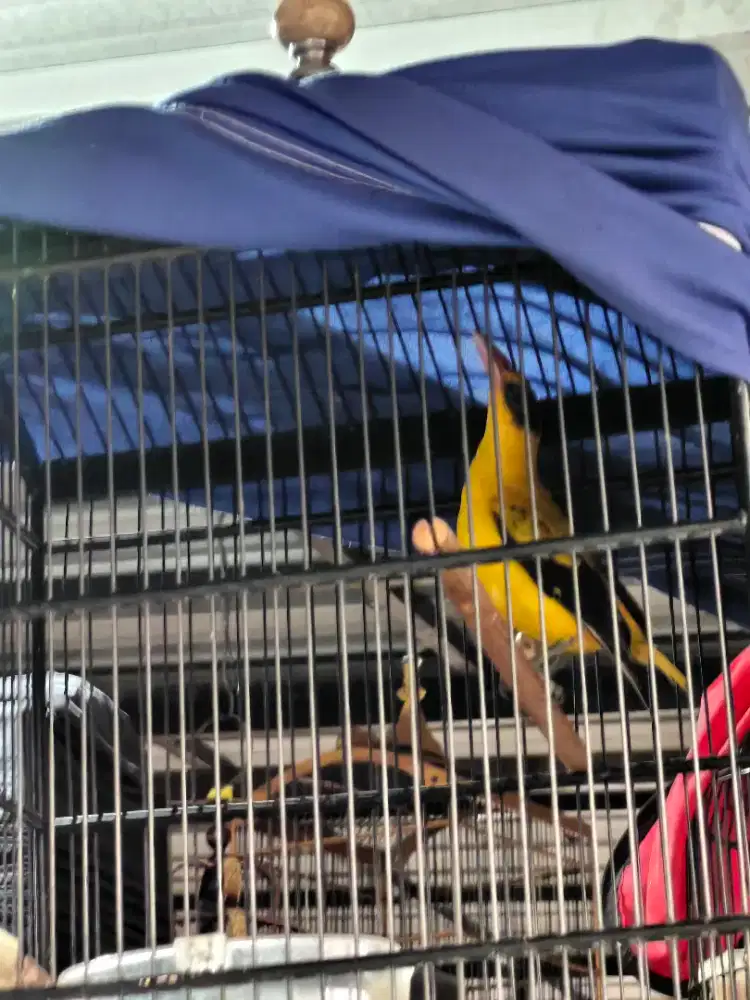 Burung kepodang mas Bali