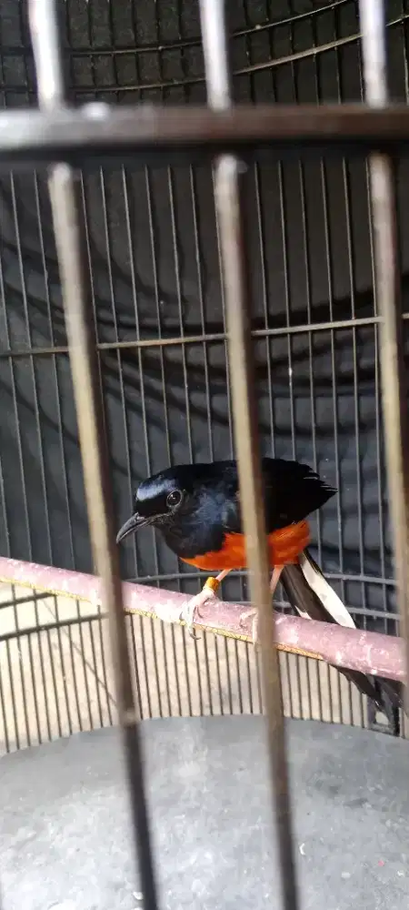 Jual burung murai