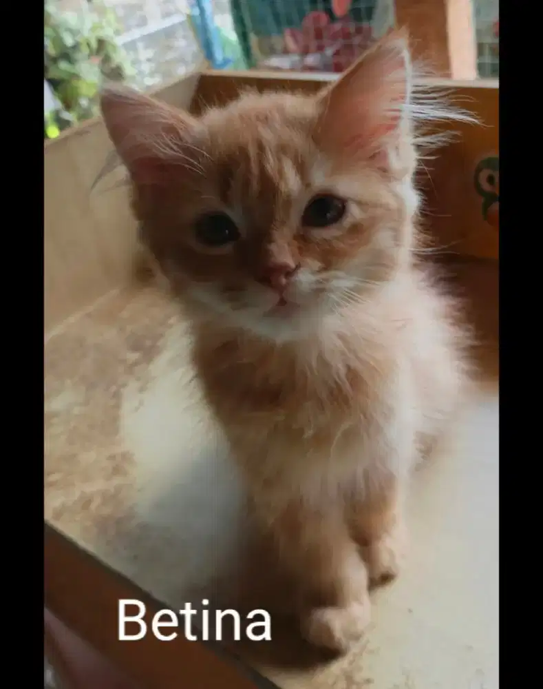Kucing Persia Kitten
