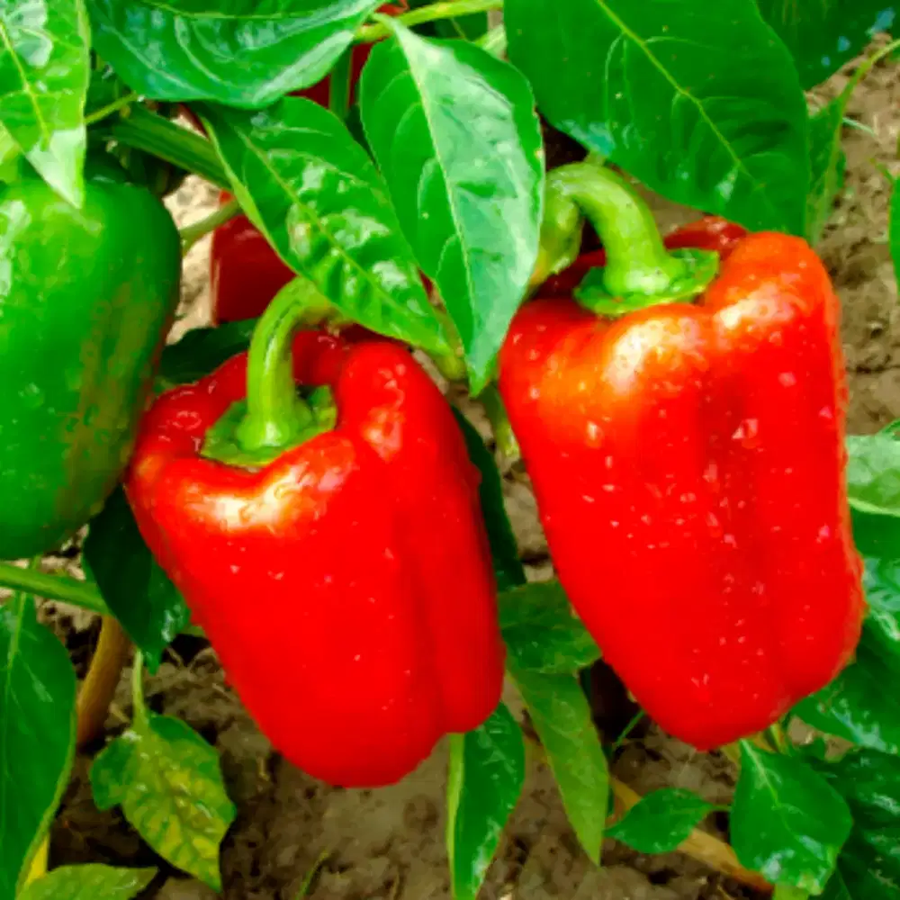 Ready cabai paprika