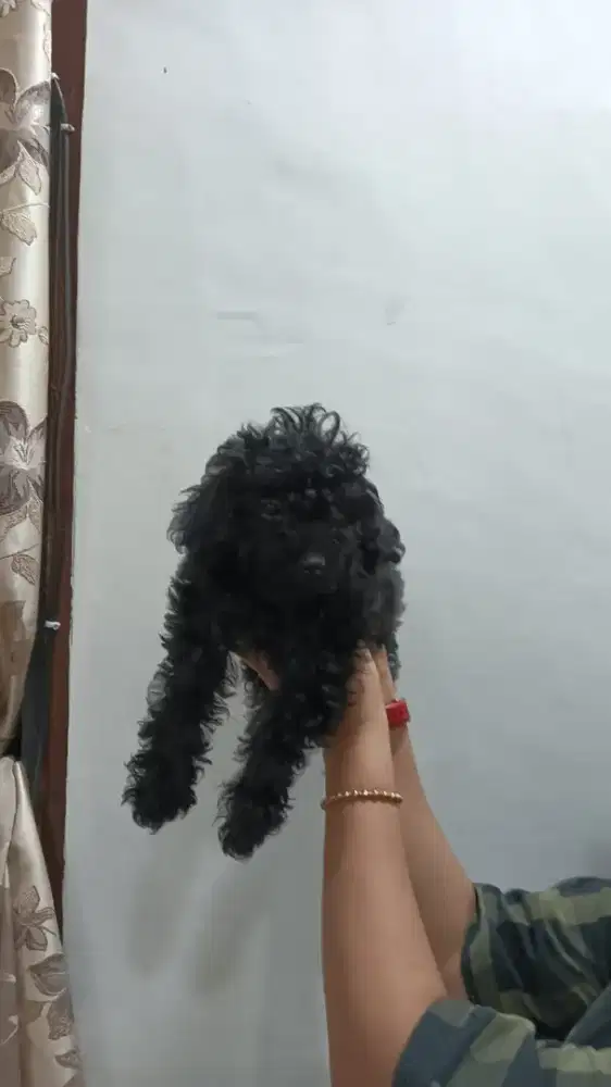 Anakan POODLE ASLI