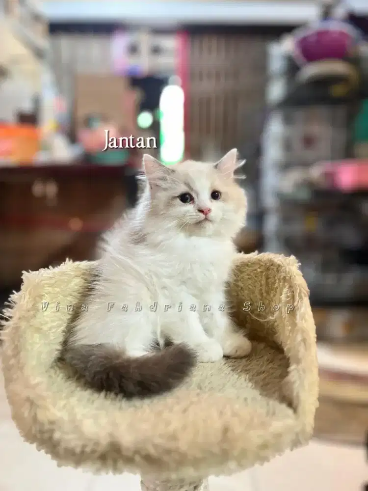 Ready for adopt kitten persia