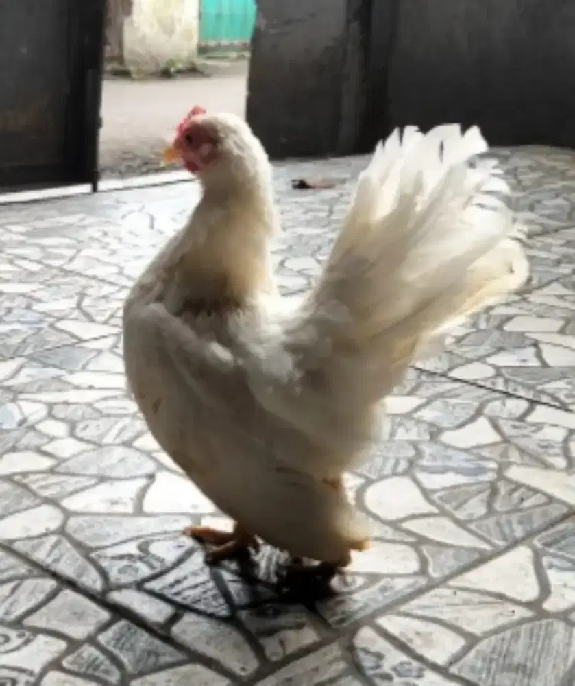 Ayam serama betina mini