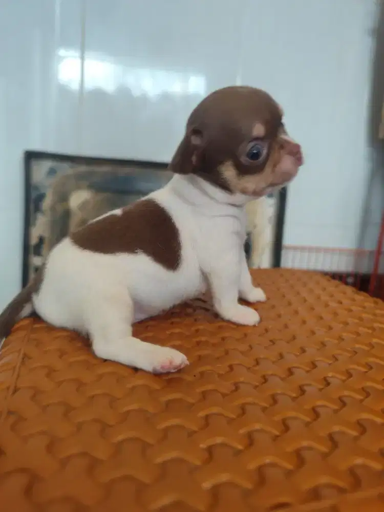 Chihuahua jantan stambum