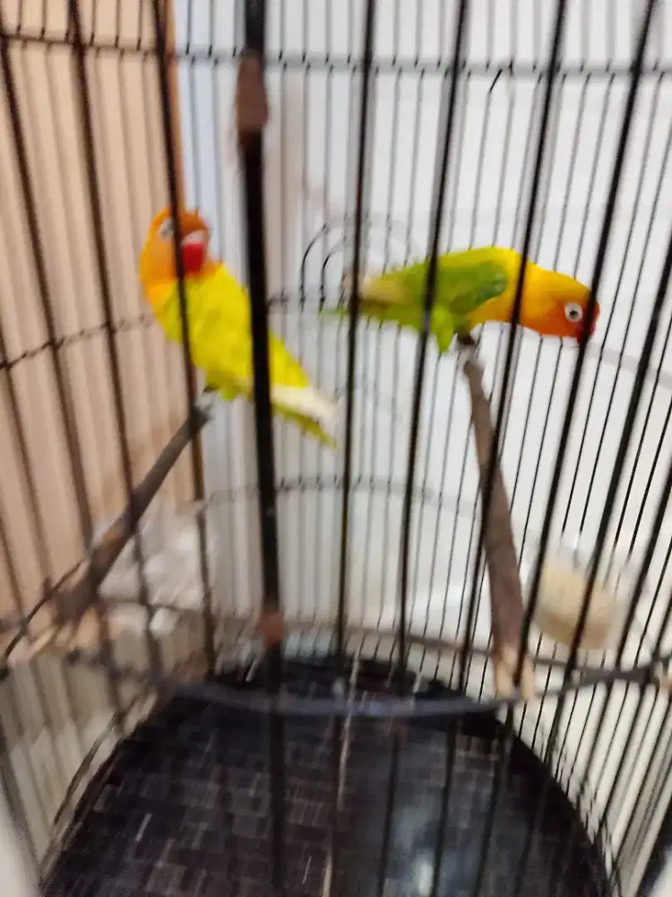Lovebird Jantan dan Betina