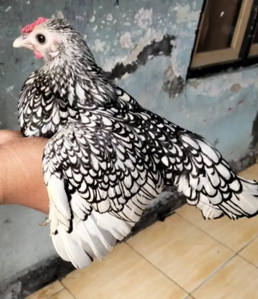 Ayam batik  betina