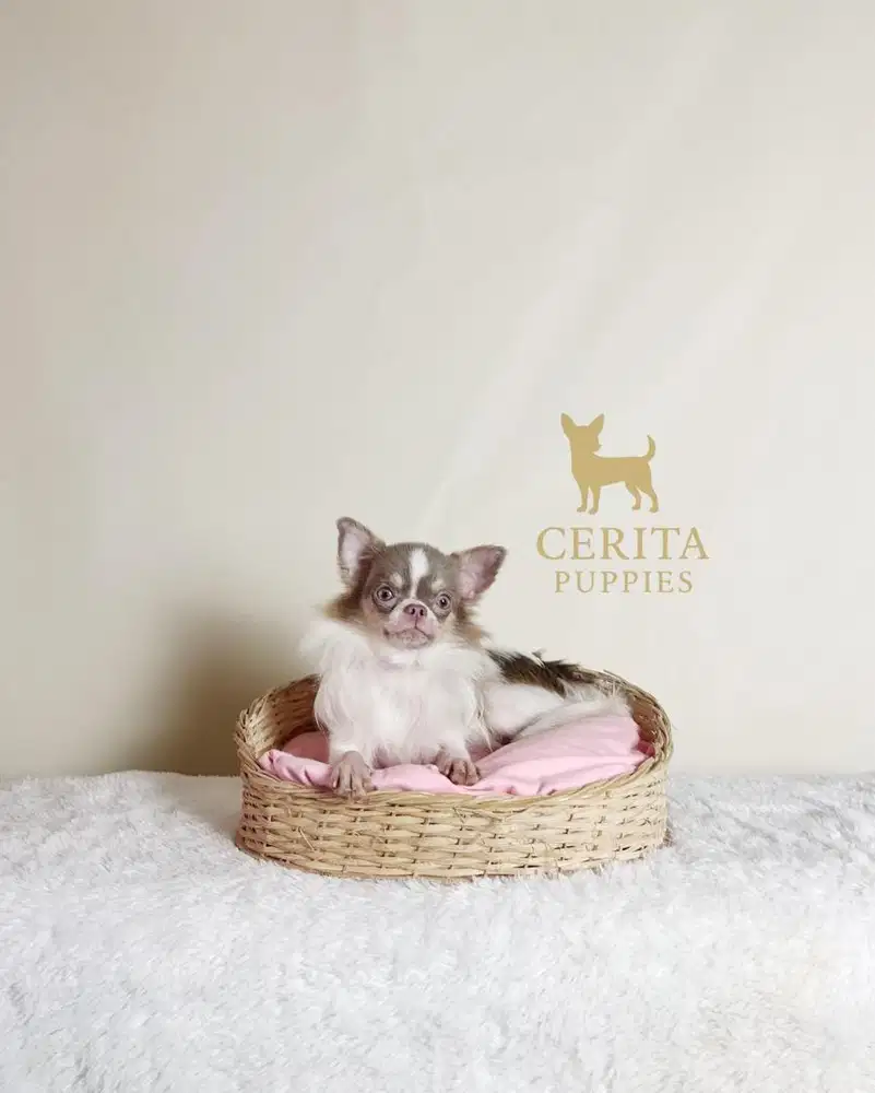 Jual Pejantan Chihuahua Longhair Lilac / Isabelle