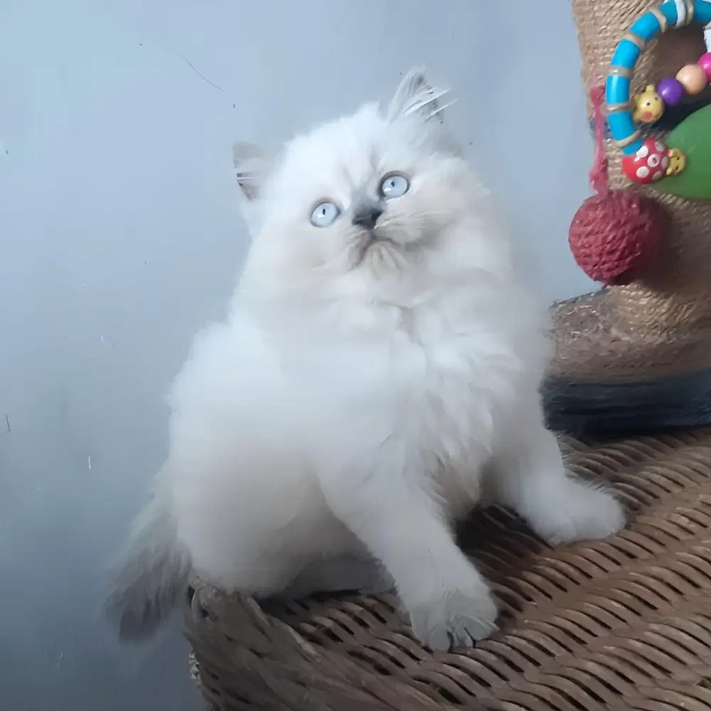 Kitten Persia Medium Jantan