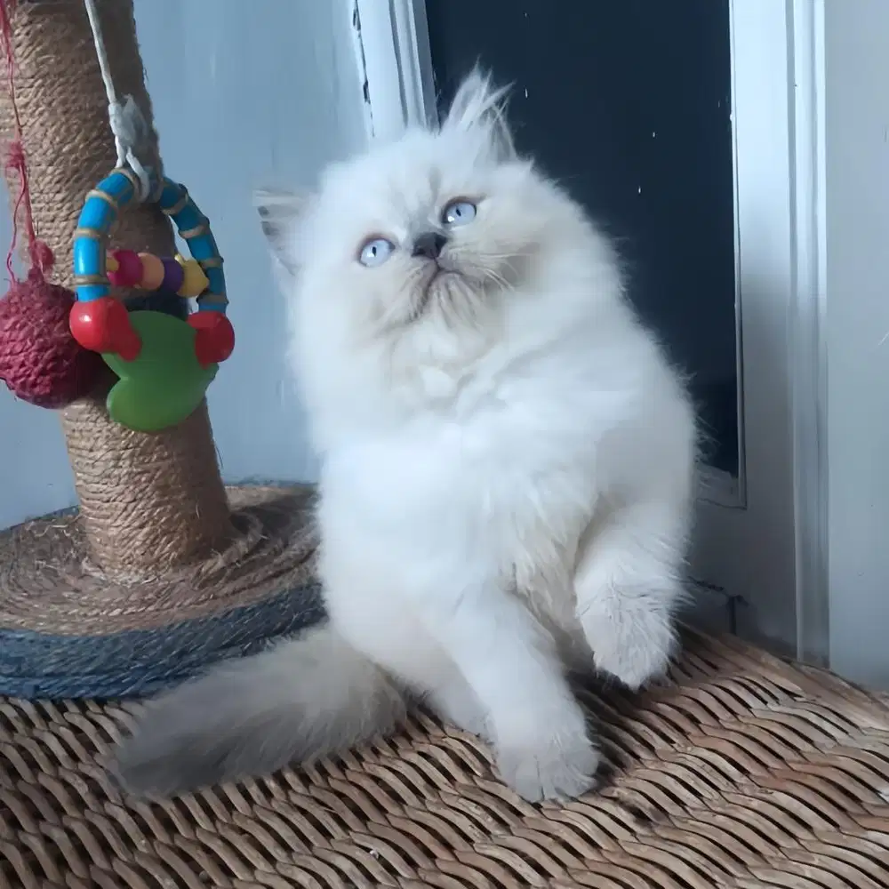 Anakan Kucing Persia
