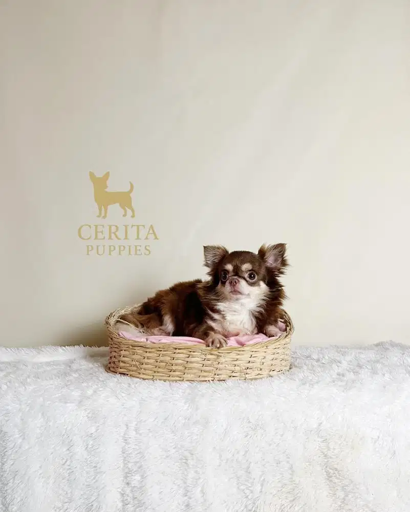 Jual Chihuahua Longhair Betina Dewasa Berkualitas