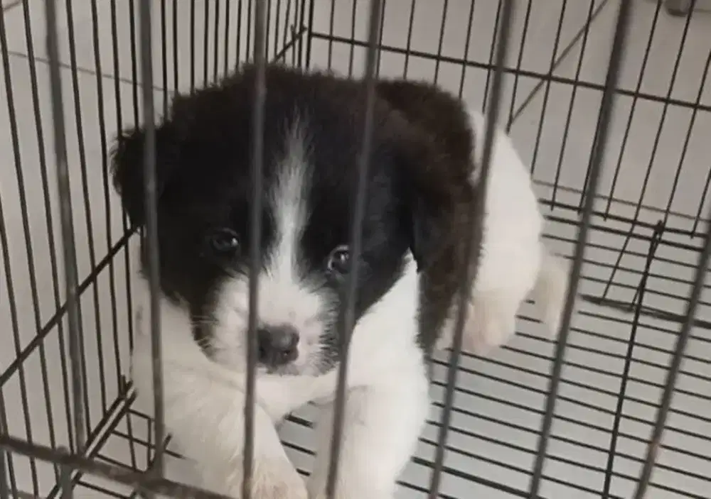 Jual anak anjing lucu