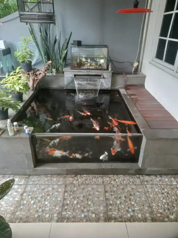 Tukang kolam koi