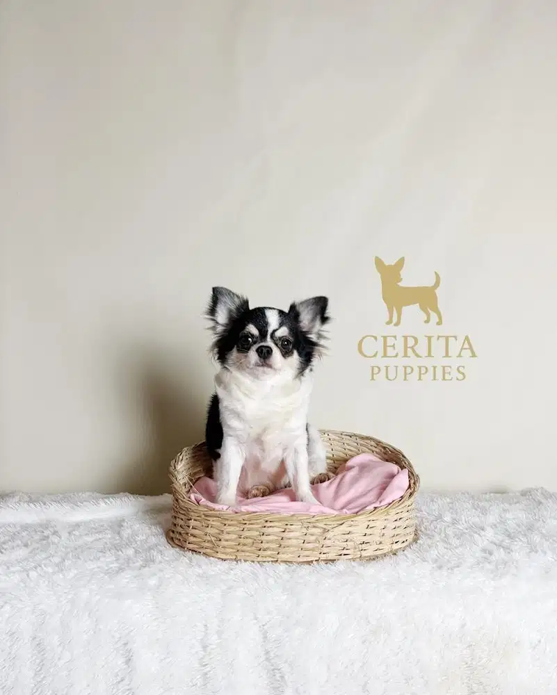 Jual Indukan Chihuahua Longhair