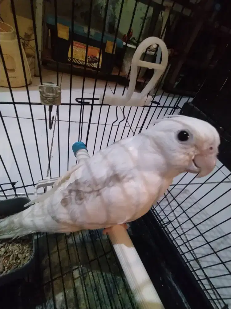 Burung falk Australia