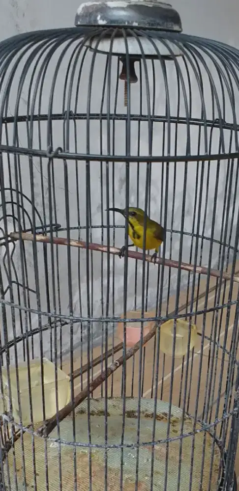 Burung bandangan 3 ekor