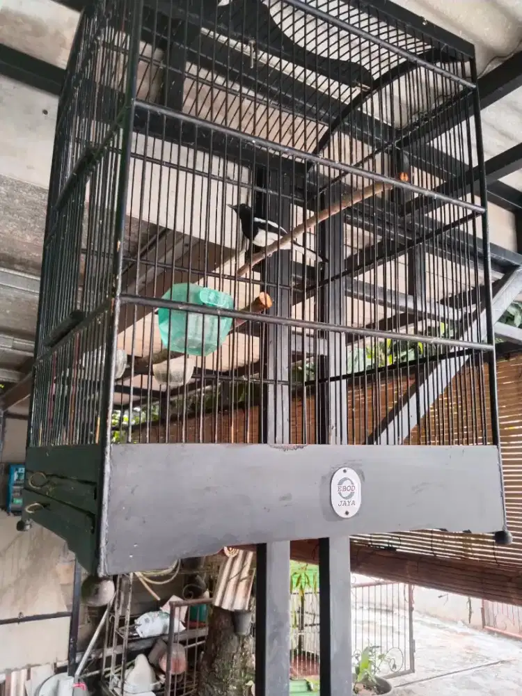 Burung kacer daput fs