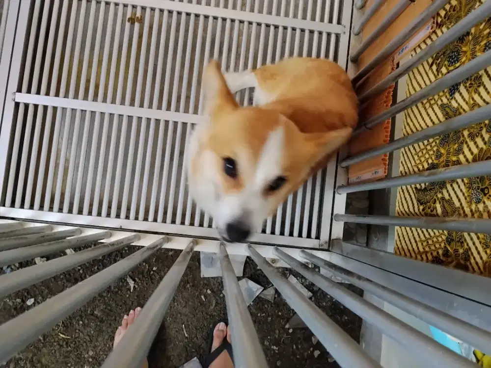 Corgi sehat usia 1.8 tahun