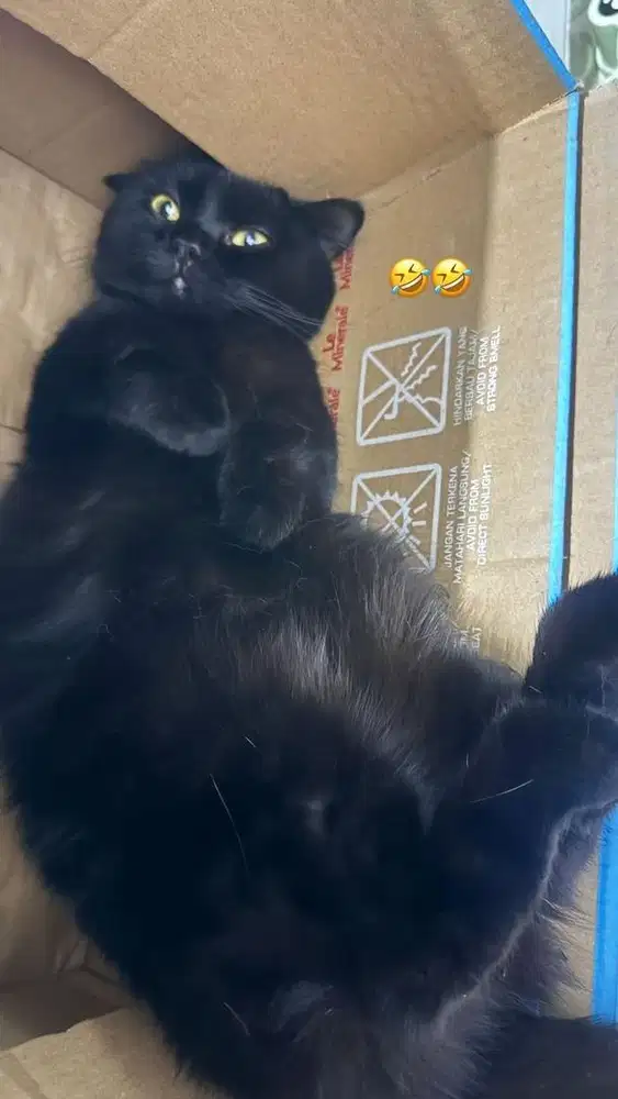 BSH MUNCHKIN BLACK FULL