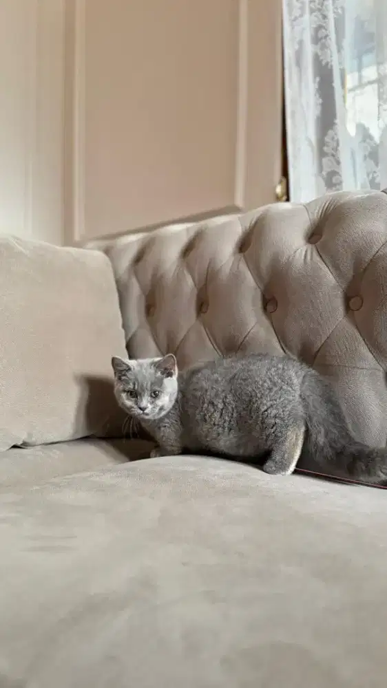 munchkin british betina blue