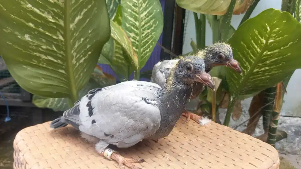 Piyikan trah juara