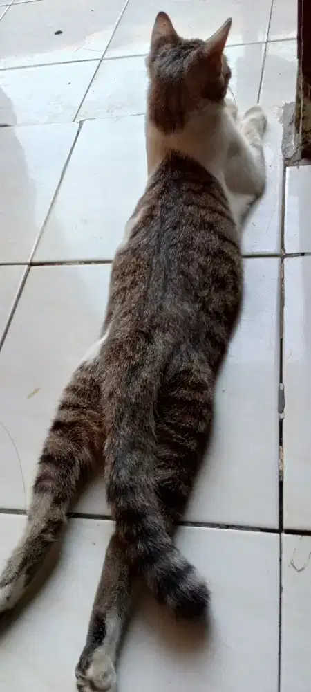 KUCING PERSIA GRATIS.