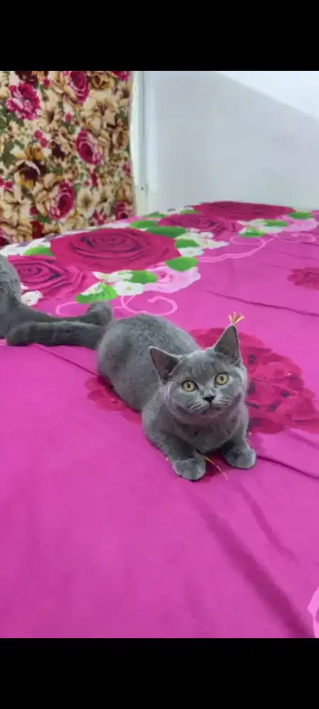 British shorthair betina non ped