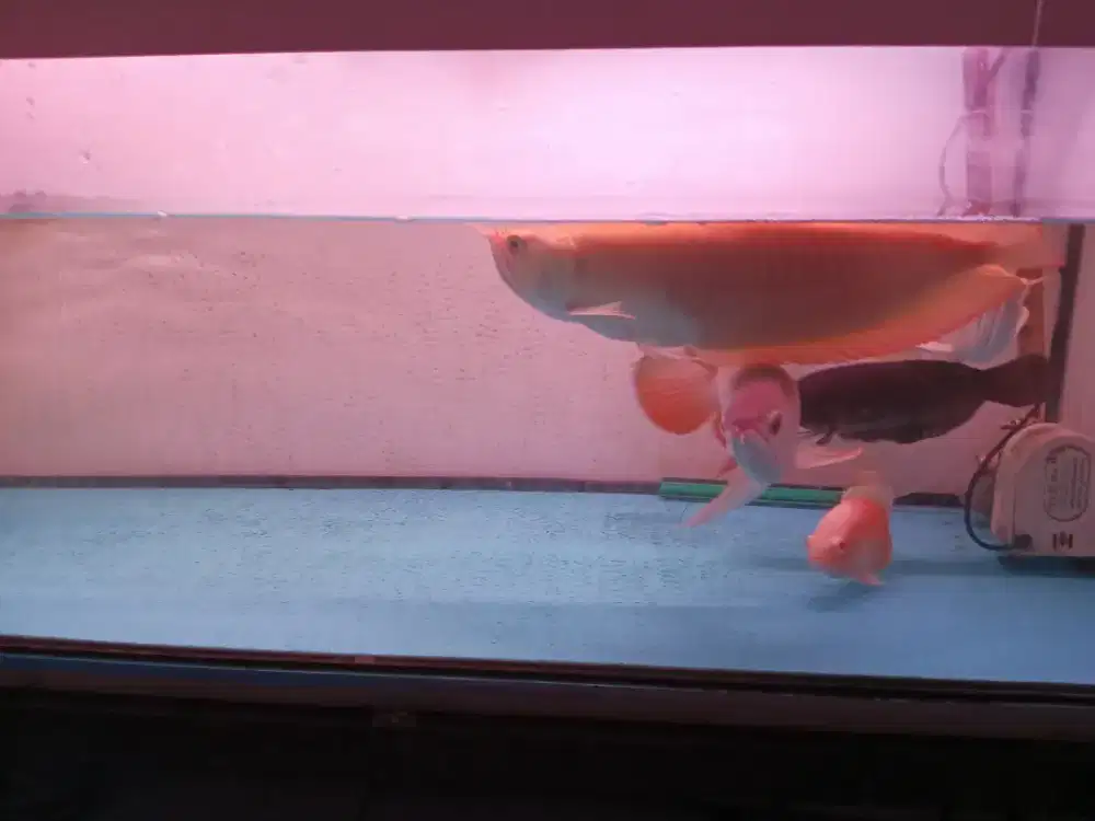 Arwana golden red /silver albino