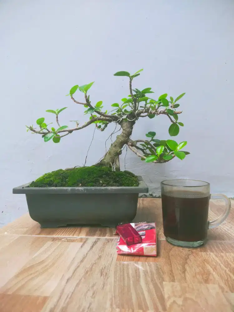 Bonsai Beringin Dolar