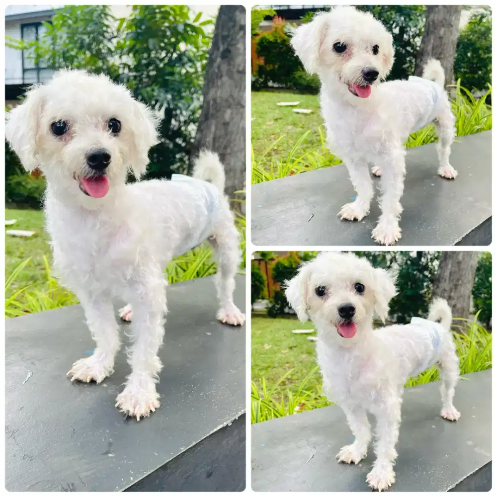 Maltese Jantan 2 Tahun