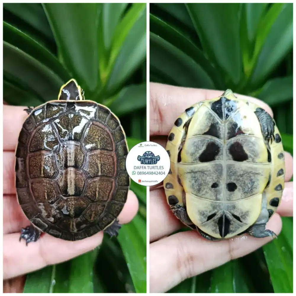 Kura kura baby ambon batok