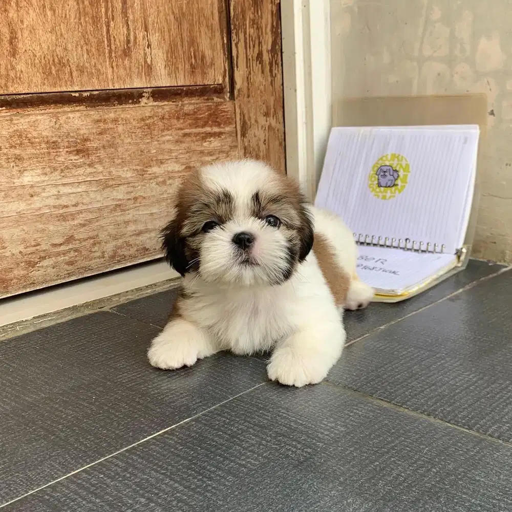 surabaya Anjing shihtzu shih tzu shitzu shitsu sitzhu