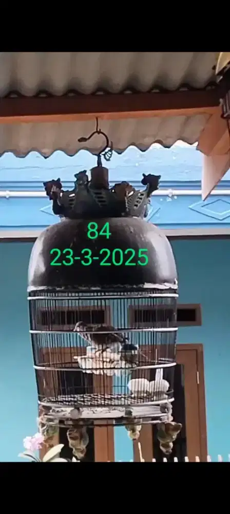 Burung perkutut bangkok jantan