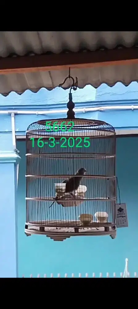 Burung perkutut bangkok jantan