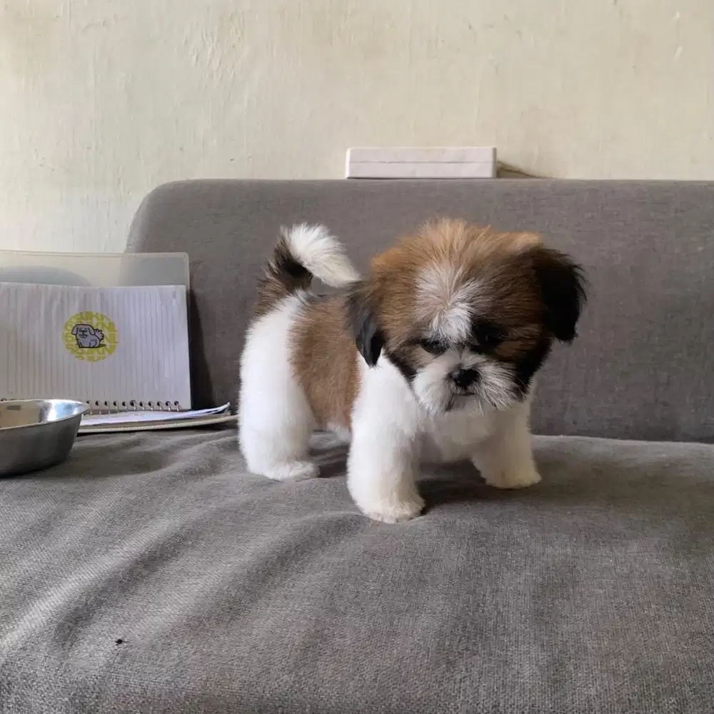 surabaya Anjing shihtzu shih tzu shitzu shitsu sitzhu