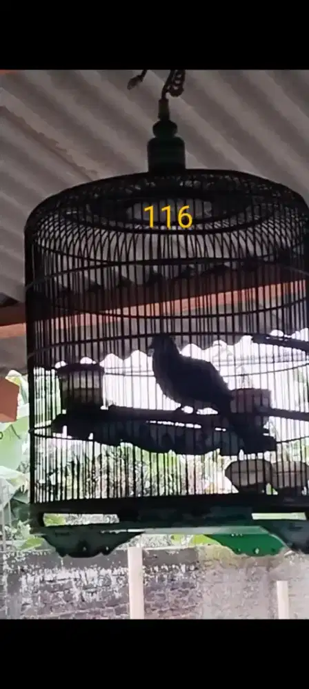 Burung perkutut bangkok jantan