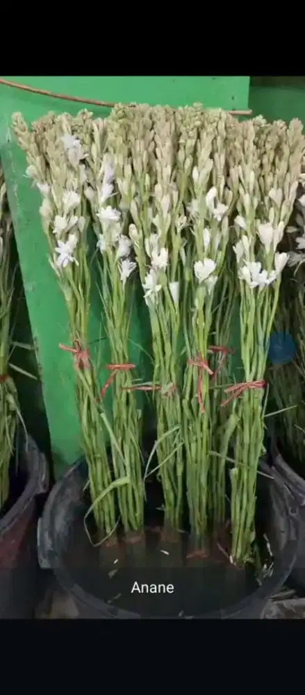 Bunga potong sedap malam