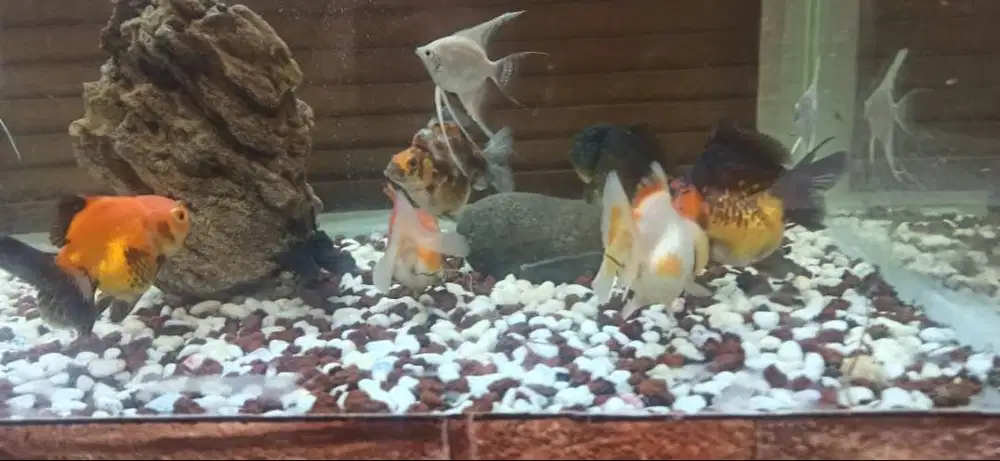 Ikan hias 22 ekor borongan