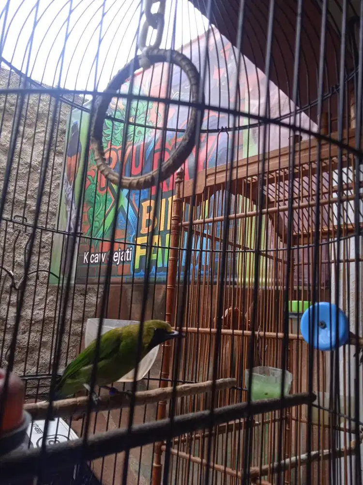 Burung masteran volume kristal