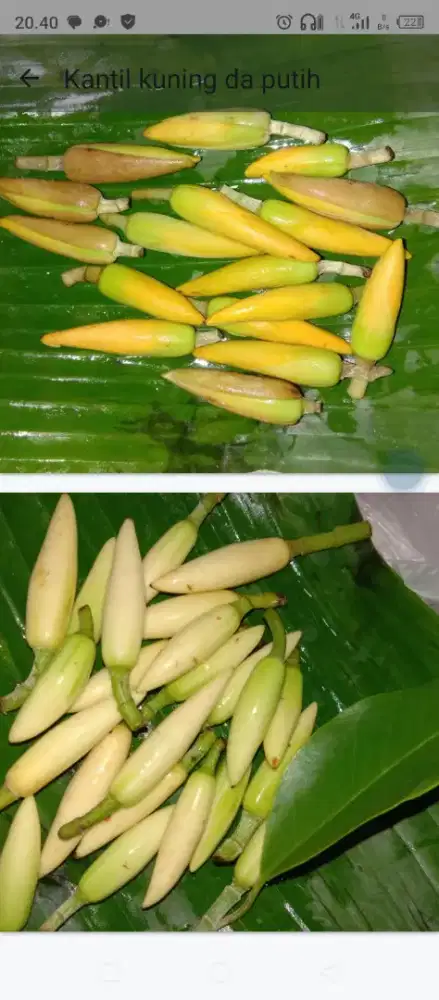 Kembang kantil kampung