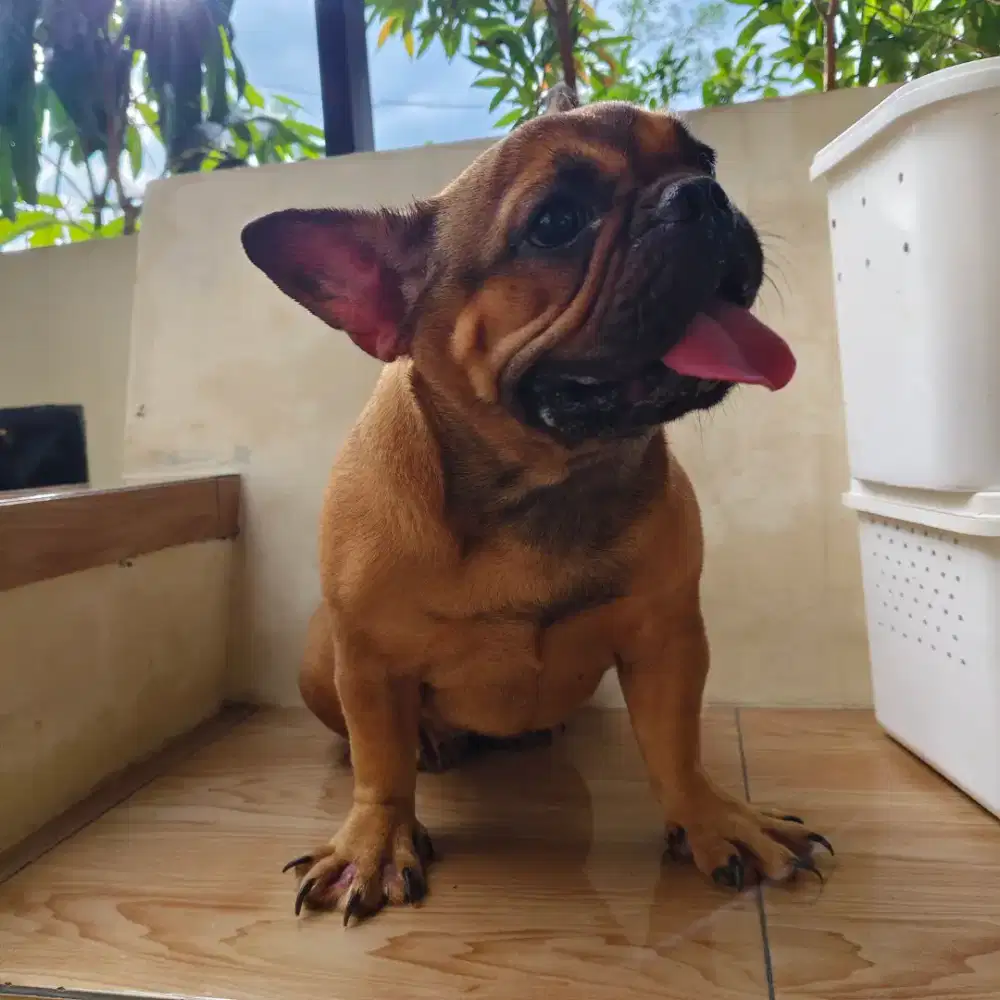 French buldog redfawn