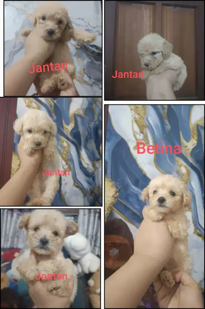 Poodle 4 jantan, 1 betina borongan