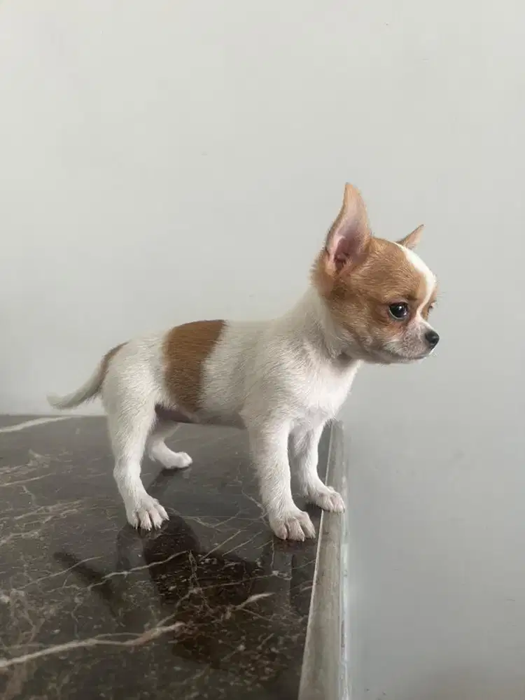 Chihuahua betina pure breed