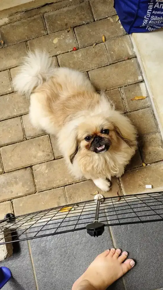 Anjing pekingesee