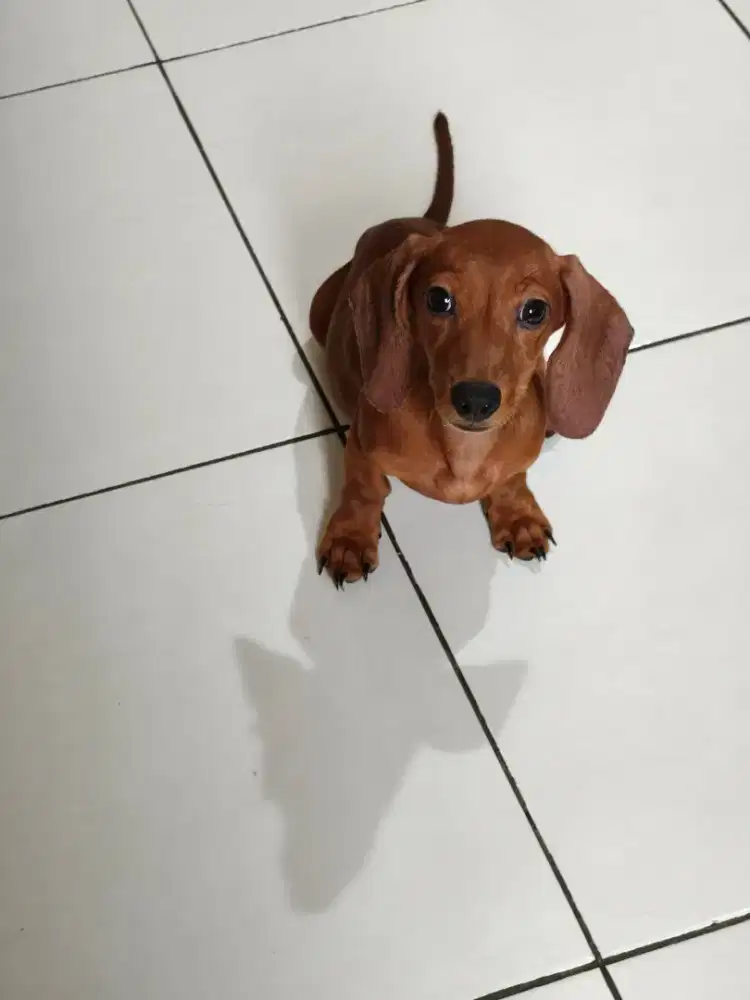 Puppies Teckel, tekel, anakan