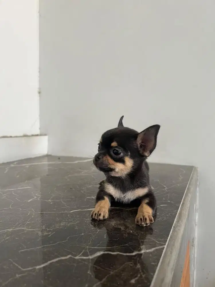 Chihuahua pure breed jantan