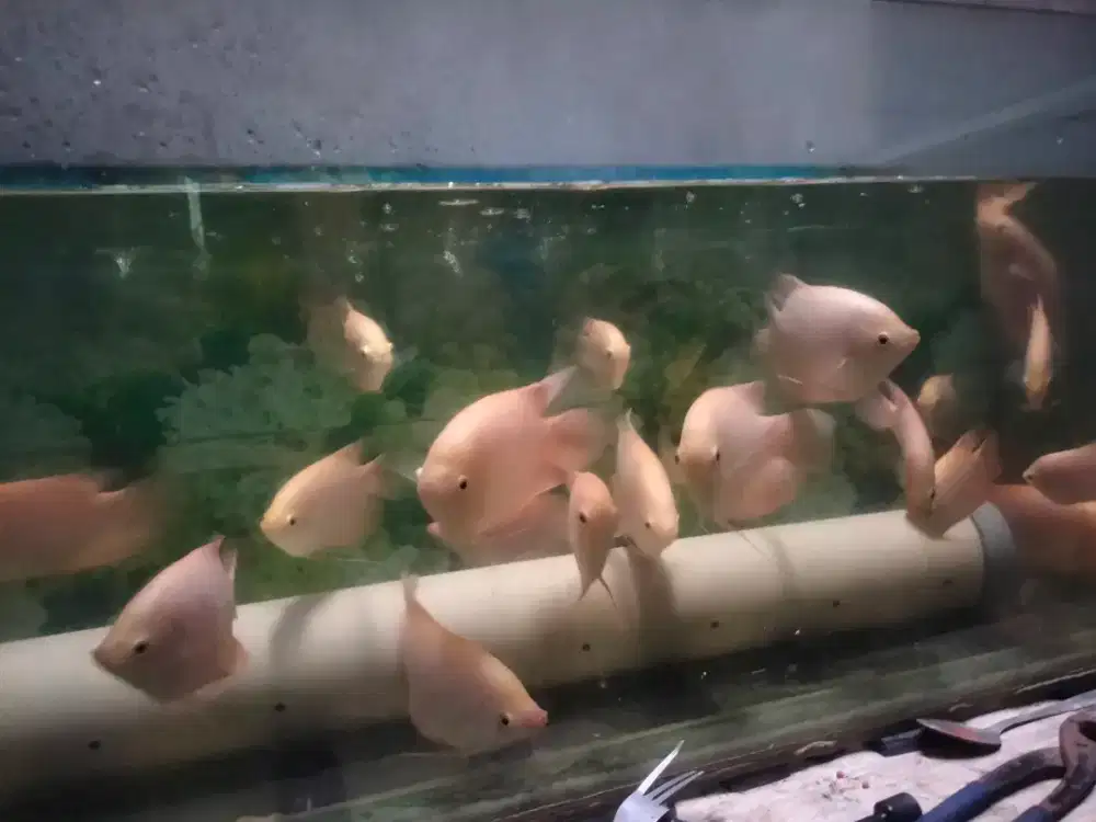 Ikan Gurame Padang