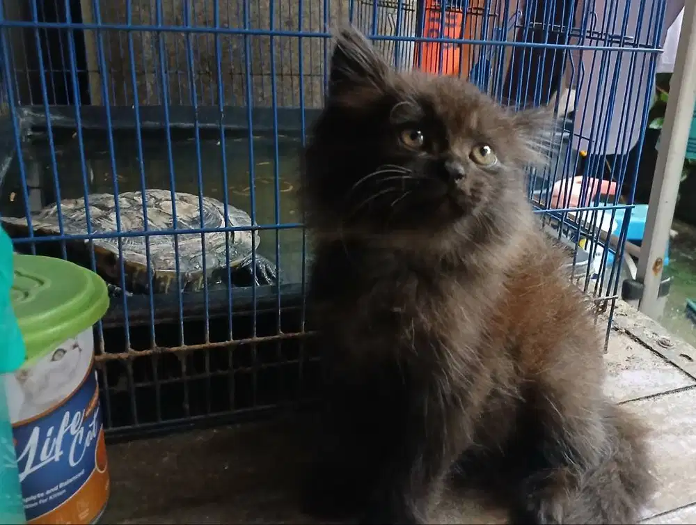 Adopsi kucing himalaya-persia hitam
