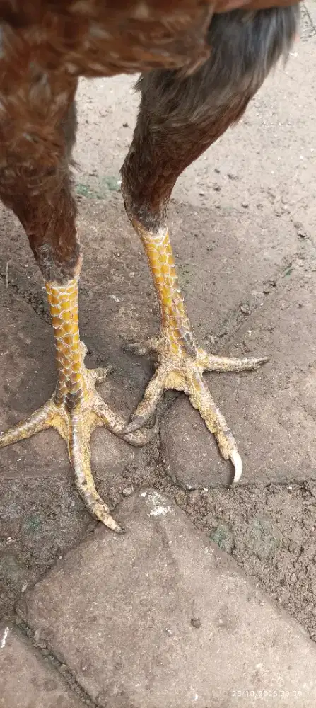 Ayam jenis super